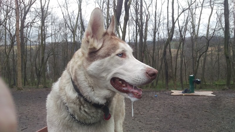 FIDO's Backyard - Fairmont, WV