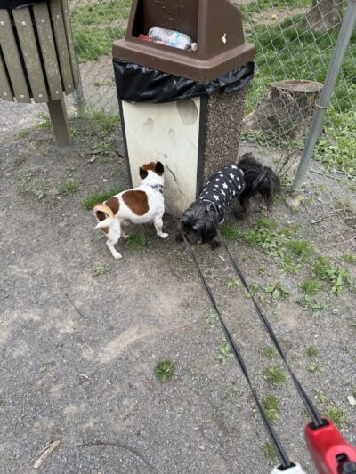 FIDO's Backyard - Fairmont, WV