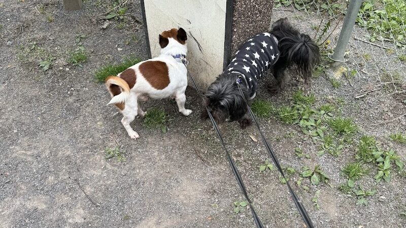 FIDO's Backyard - Fairmont, WV