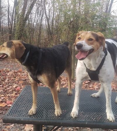 FIDO's Backyard - Fairmont, WV