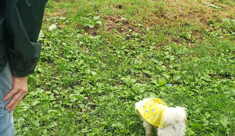 FIDO's Backyard - Fairmont, WV