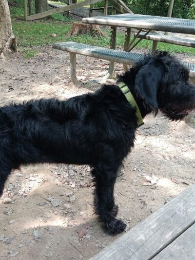 FIDO's Backyard - Fairmont, WV