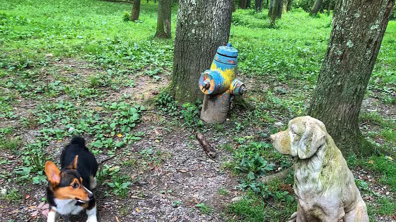 FIDO's Backyard - Fairmont, WV