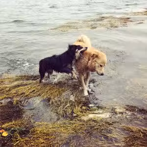 Mackworth Island State Park - Falmouth, ME