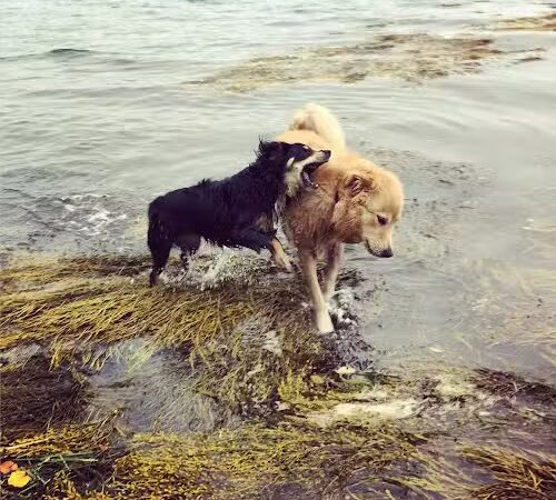 Mackworth Island State Park - Falmouth, ME
