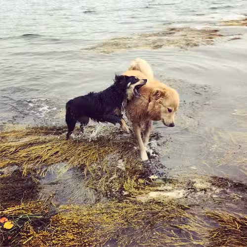 Mackworth Island State Park - Falmouth, ME