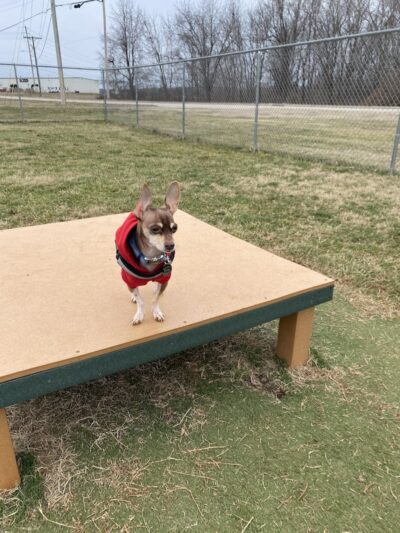 Dog Park - Farmington, MO