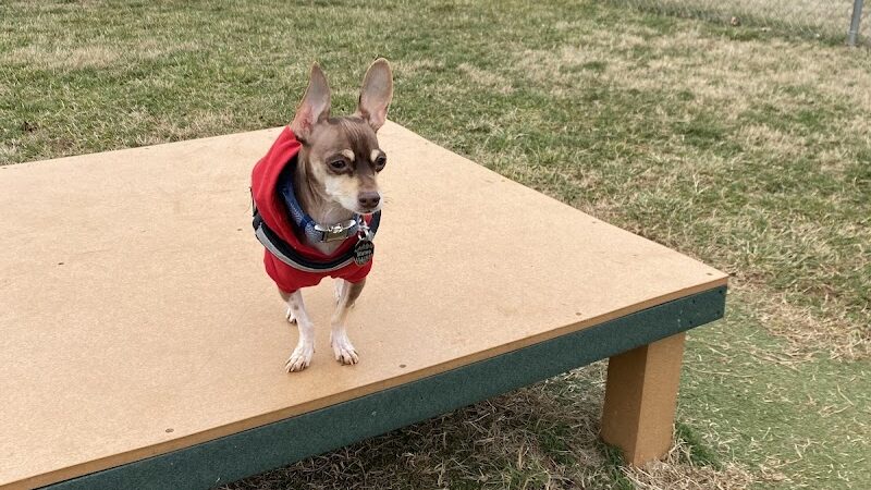 Dog Park - Farmington, MO