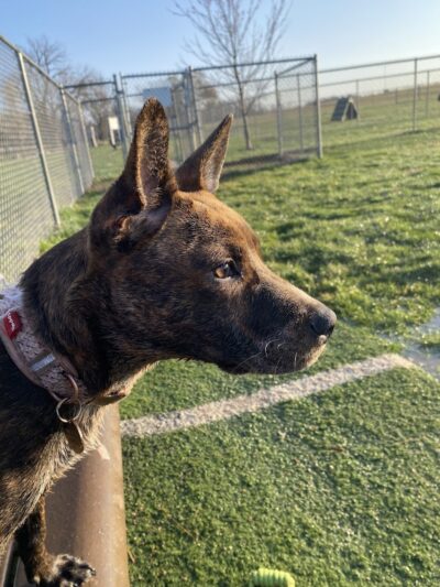 Dog Park - Farmington, MO