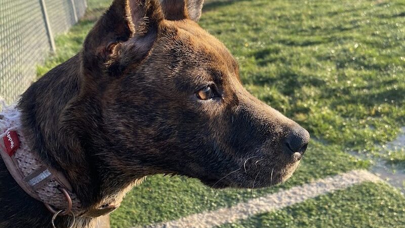 Dog Park - Farmington, MO