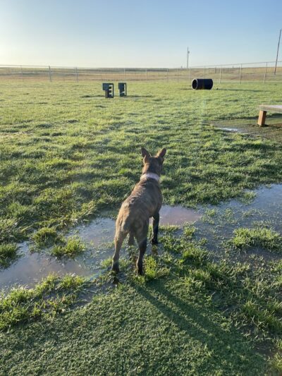 Dog Park - Farmington, MO