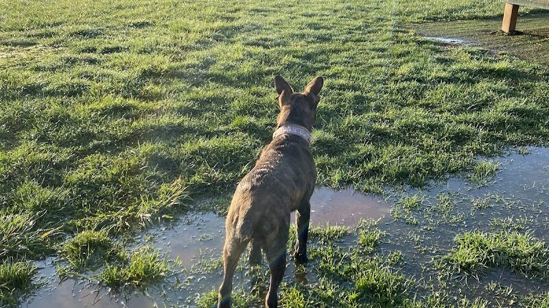 Dog Park - Farmington, MO