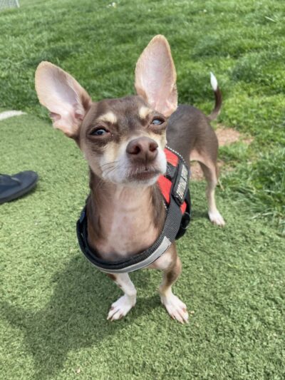 Dog Park - Farmington, MO