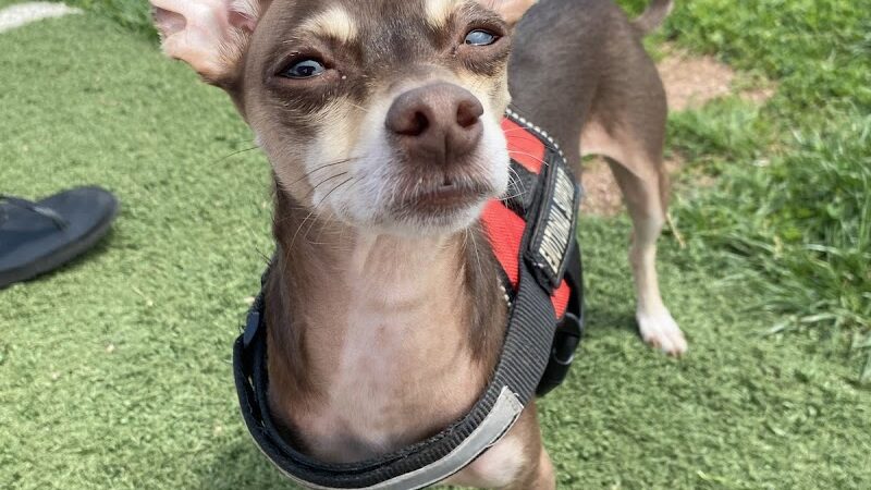 Dog Park - Farmington, MO