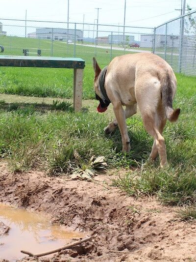 Dog Park - Farmington, MO