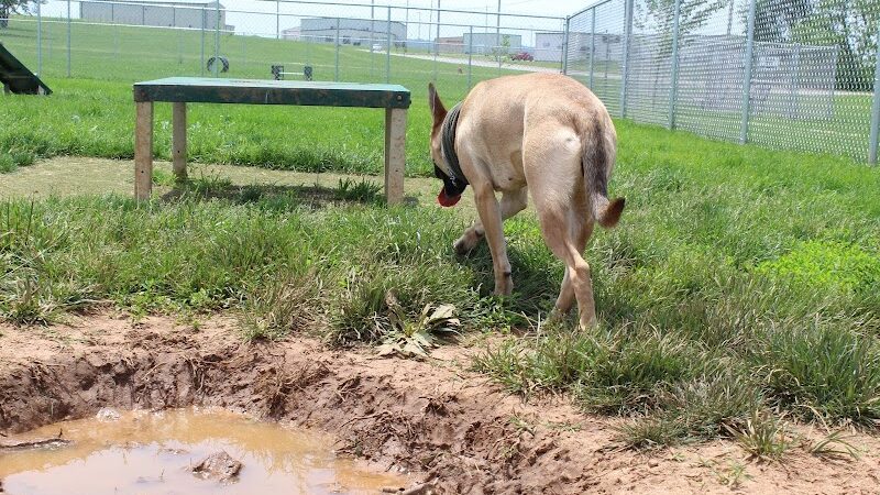 Dog Park - Farmington, MO