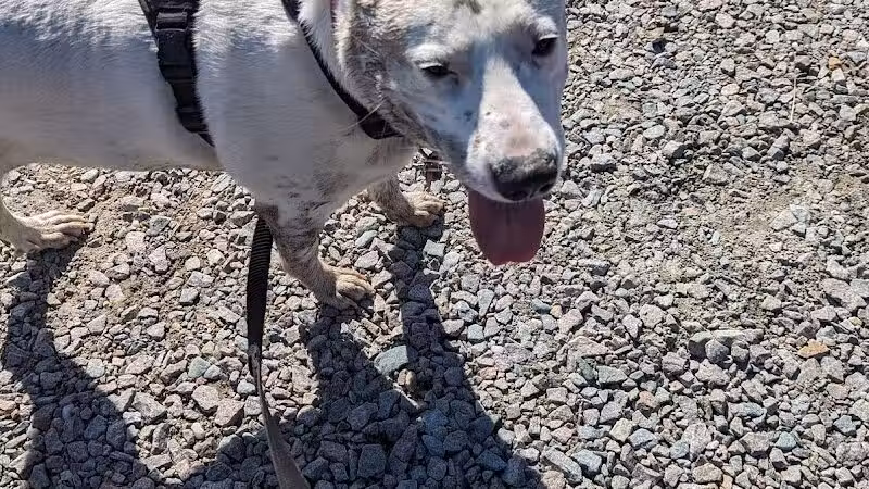 Bailey Lake Dog Park - Fayetteville, NC