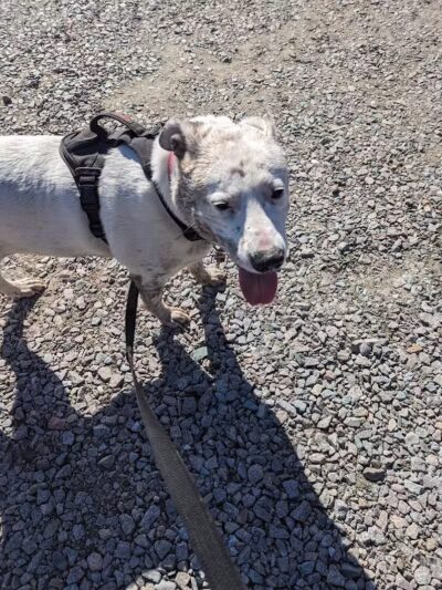 Bailey Lake Dog Park - Fayetteville, NC