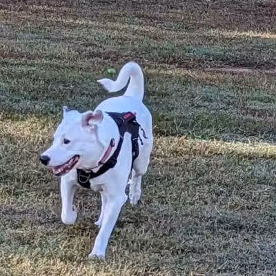 Bailey Lake Dog Park - Fayetteville, NC