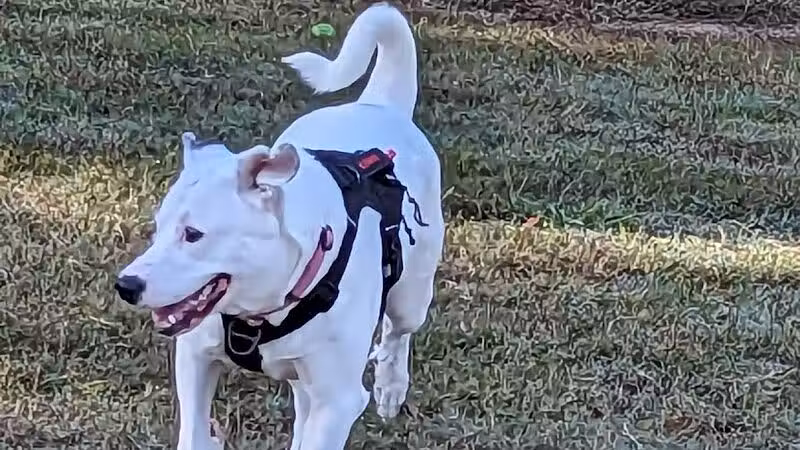 Bailey Lake Dog Park - Fayetteville, NC