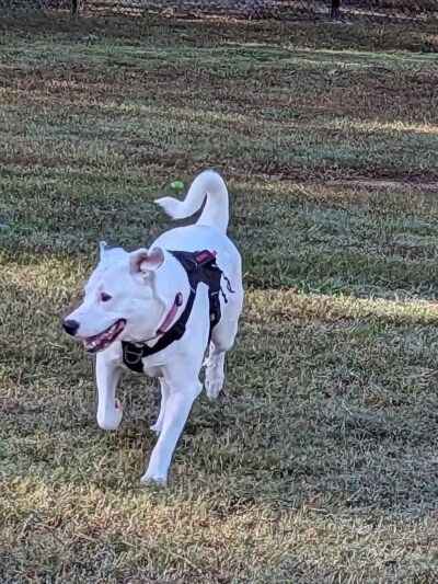Bailey Lake Dog Park - Fayetteville, NC