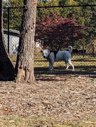 Bailey Lake Dog Park - Fayetteville, NC