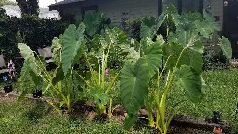 City Park - Fayetteville, NC