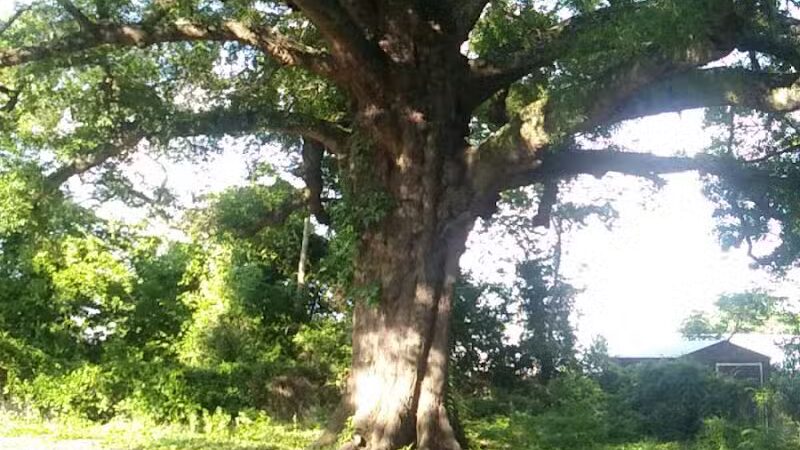 Hedgepeth Community Park - Fayetteville, NC