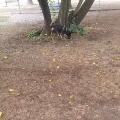 Riverside Dog Park - Fayetteville, NC