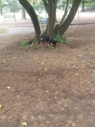 Riverside Dog Park - Fayetteville, NC