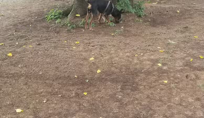 Riverside Dog Park - Fayetteville, NC