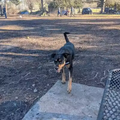 Riverside Dog Park - Fayetteville, NC