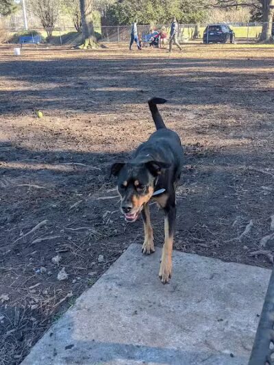 Riverside Dog Park - Fayetteville, NC