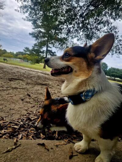 Riverside Dog Park - Fayetteville, NC