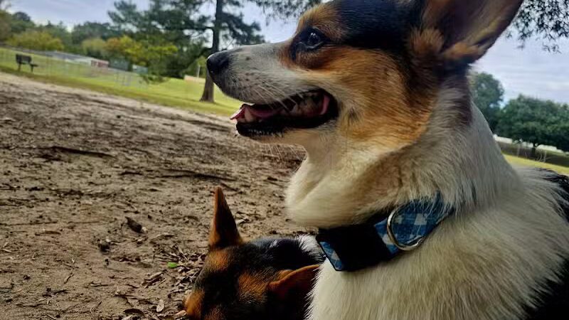 Riverside Dog Park - Fayetteville, NC