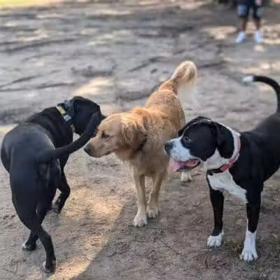 Riverside Dog Park - Fayetteville, NC