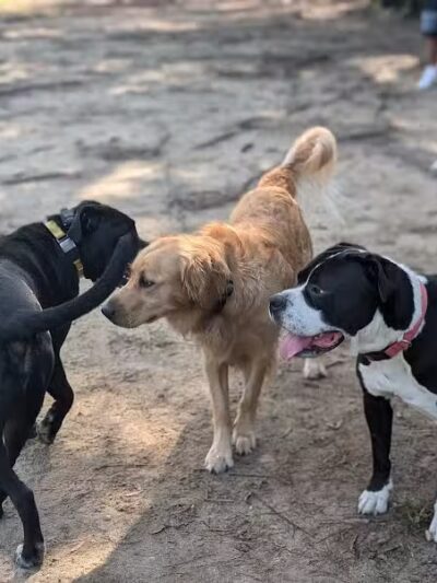 Riverside Dog Park - Fayetteville, NC