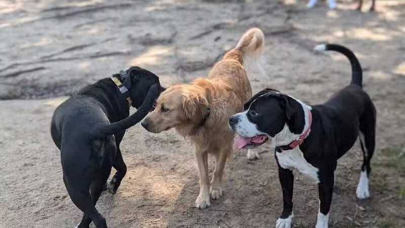 Riverside Dog Park - Fayetteville, NC