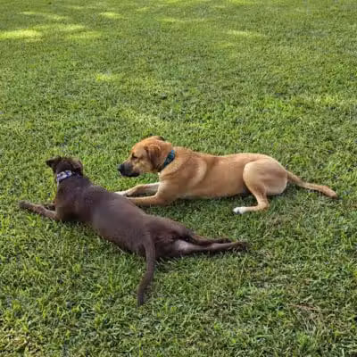 Riverside Dog Park - Fayetteville, NC