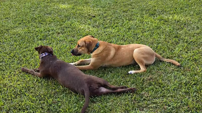 Riverside Dog Park - Fayetteville, NC