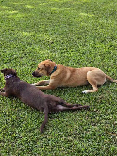 Riverside Dog Park - Fayetteville, NC