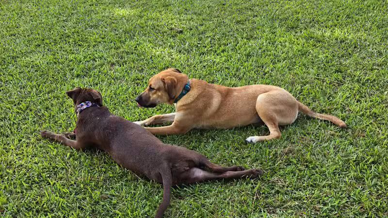 Riverside Dog Park - Fayetteville, NC