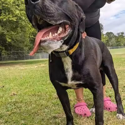 Riverside Dog Park - Fayetteville, NC