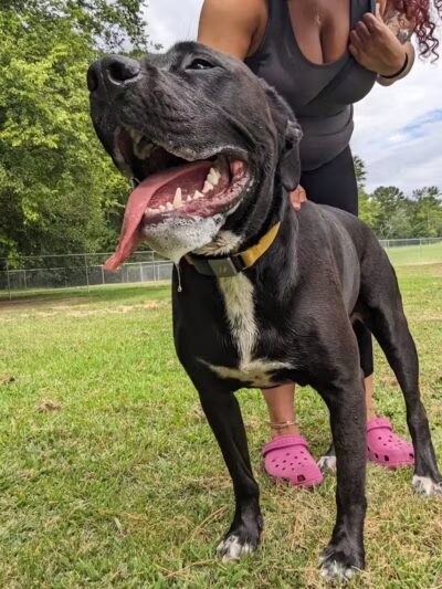 Riverside Dog Park - Fayetteville, NC