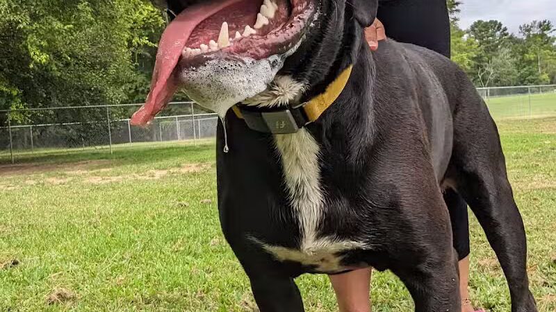 Riverside Dog Park - Fayetteville, NC