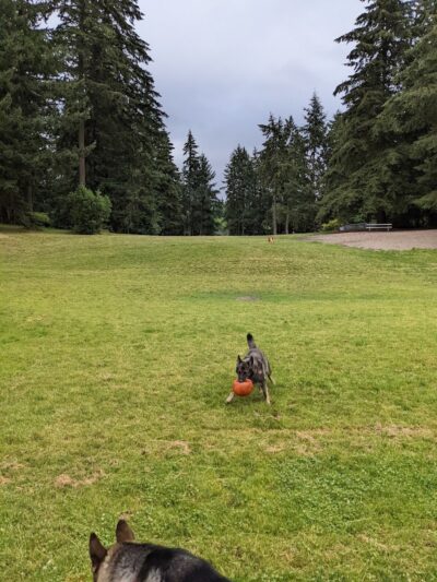 French Lake Off-Leash Dog Park