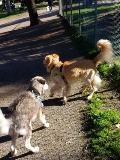 French Lake Off-Leash Dog Park