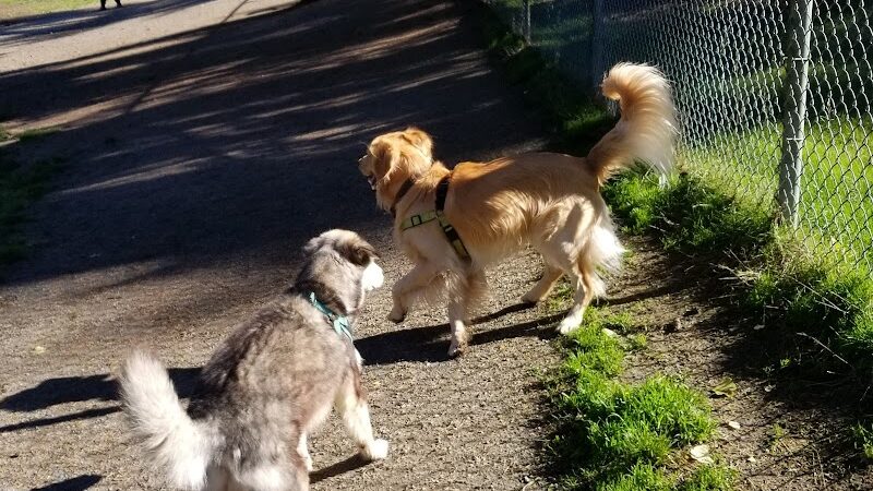French Lake Off-Leash Dog Park