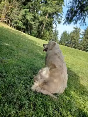 French Lake Off-Leash Dog Park