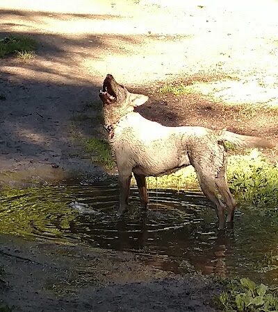 French Lake Off-Leash Dog Park